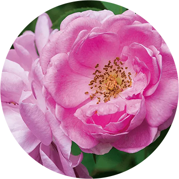 ダマスクローズ