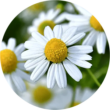 ローマカミツレ