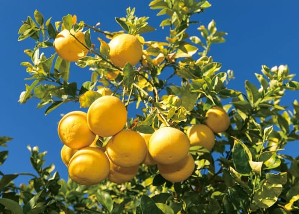 廃棄される“摘果”を成分として活用