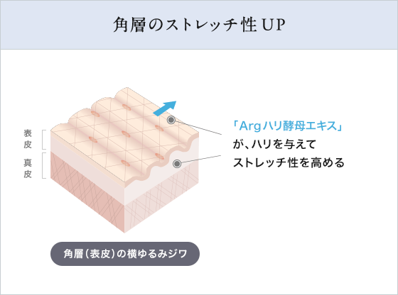 角層のストレッチ性UP