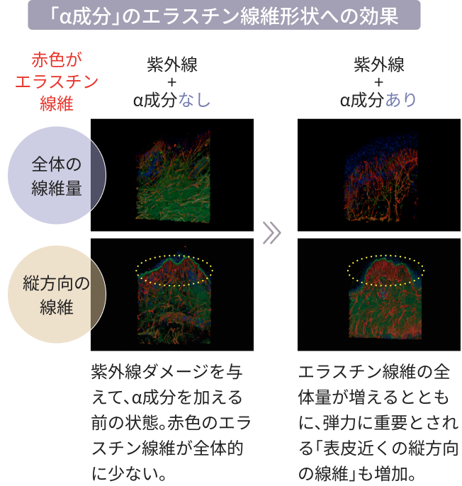 紫外線ダメージを与えて、α成分を加える前の状態。
赤色のエラスチン線維が全体的に少ない。エラスチン線維の全体量が増えるとともに、弾力に重要とされる「表皮近くの縦方向の線維」も増加。