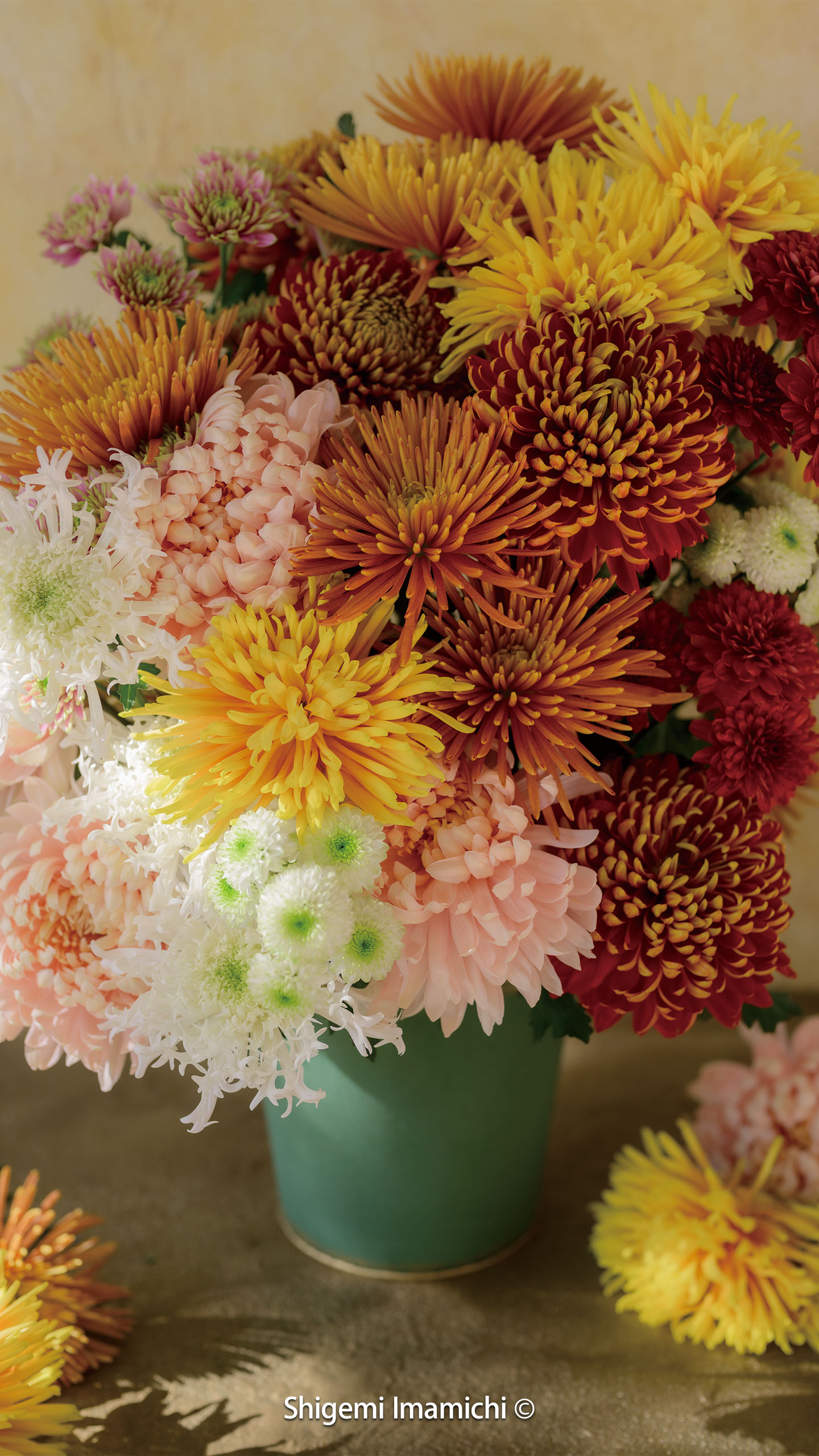 壁紙ダウンロード アテニア公式オンラインショップ