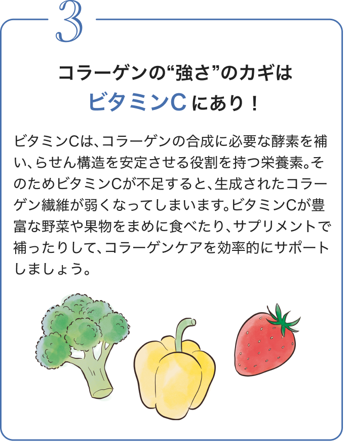 3 コラーゲンの“強さ”のカギは ビタミンC にあり！