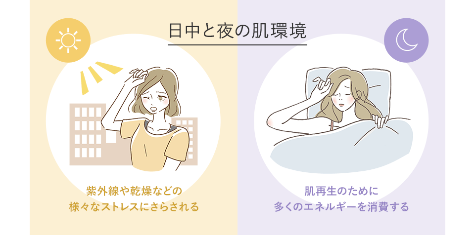 日中と夜の肌環境　紫外線や乾燥などの様々なストレスにさらされる　肌再生のために多くのエネルギーを消費する