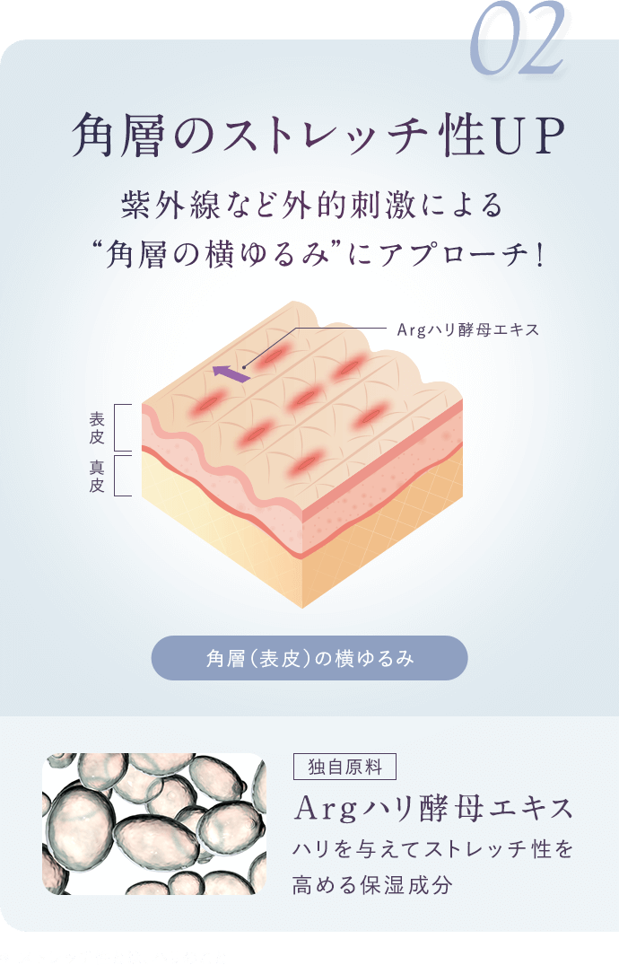 【02.角層のストレッチ性UP】紫外線など外的刺激による“角層の横ゆるみ”にアプローチ！【[独自原料]Argハリ酵母エキス：ハリを与えてストレッチ性を高める保湿成分】