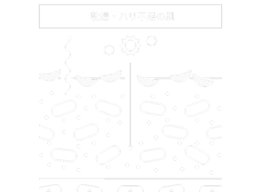乾燥・ハリ不足の肌