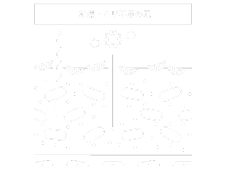 乾燥・ハリ不足の肌