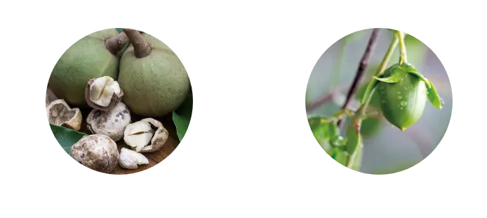 ククイナッツオイル ホホバオイル