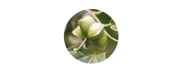インカオメガオイル