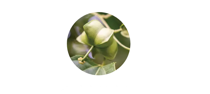 インカオメガオイル