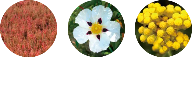 珊瑚草オイル ロックローズオイル  イモーテルオイル