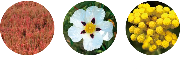 珊瑚草オイル ロックローズオイル  イモーテルオイル