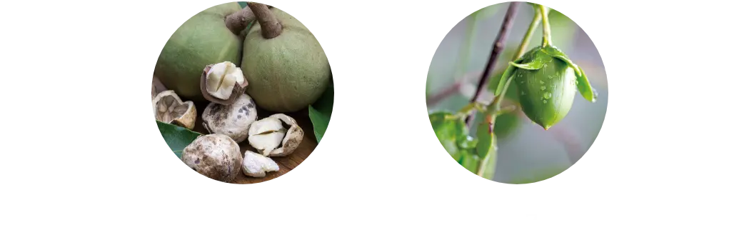 ククイナッツオイル ホホバオイル