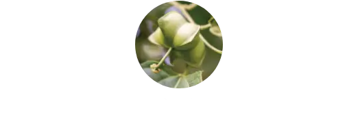 インカオメガオイル