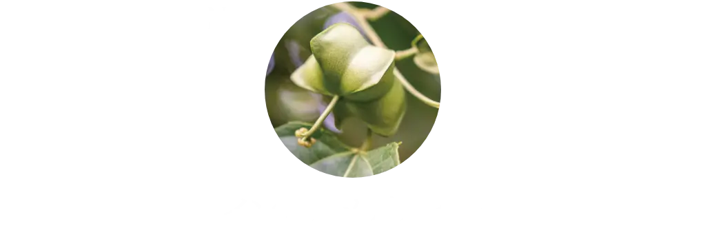 インカオメガオイル