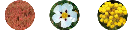 珊瑚草オイル ロックローズオイル  イモーテルオイル