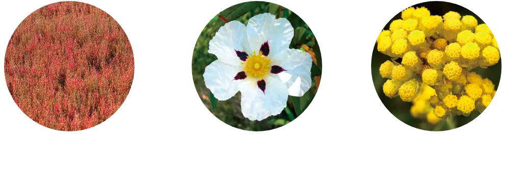 珊瑚草オイル ロックローズオイル  イモーテルオイル